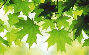 About My Practice. summerleaves